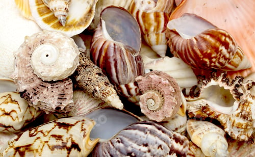 Preview: Close View Of A Collection Of Small Seashells.