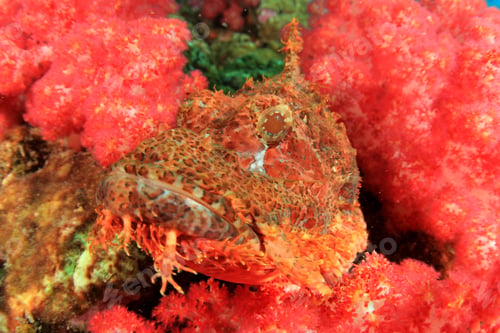Preview: Scorpionfish