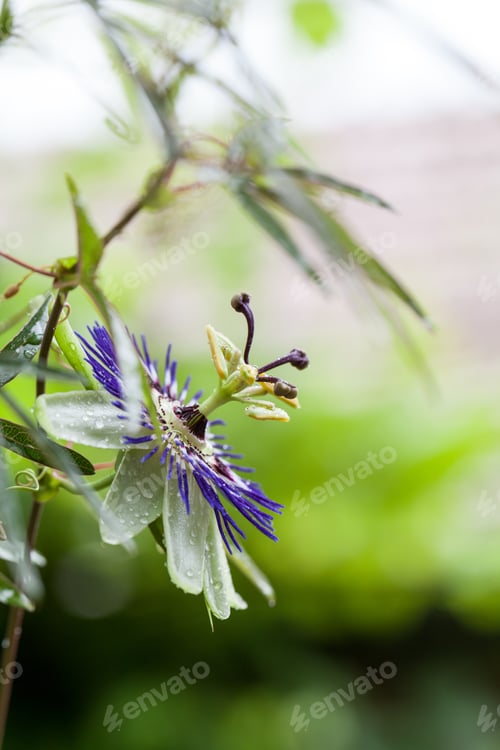 Preview: Passion Flower (Passiflora Incarnata) With Details
