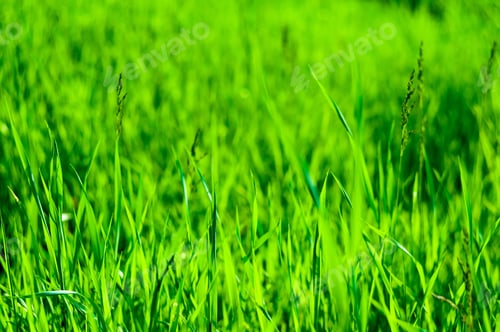 Preview: Spring Or Summer Natural Abstract Background With Grass In The Garden