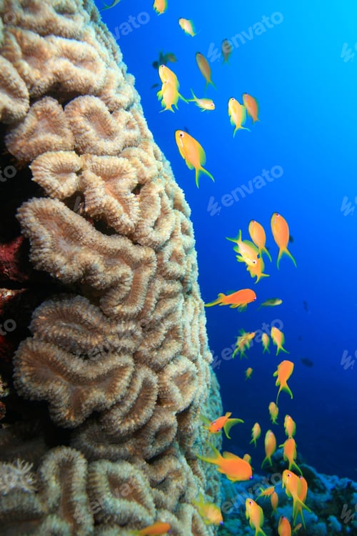 Preview: Honeycomb Coral (Favia Favus)