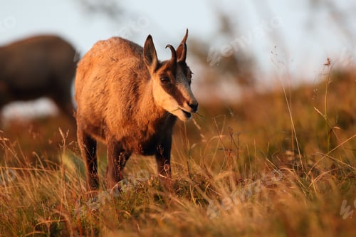 Preview: Chamois (Rupicapra Rupicapra) Vosges Mountains, France