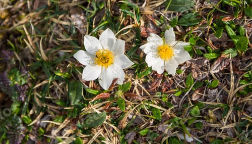 Preview: Mountain Flowers In The Julian Alps