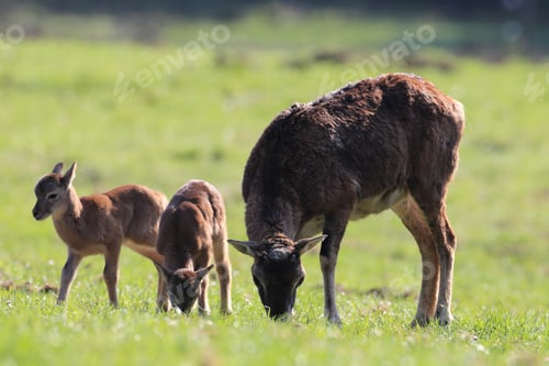Preview: Big European Mouflon On The Grassland Wild Animal In The Nature Habitat, Saxony , Germany