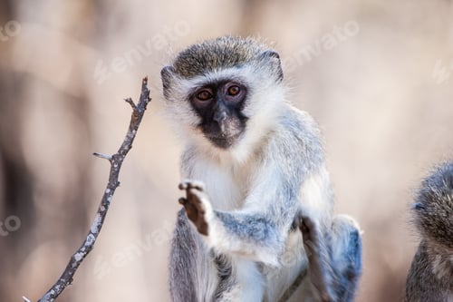 Preview: Vervet Monkey (Chlorocebus Pygerythrus) In Kruger National Park, South Africa