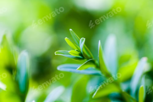 Preview: Buxus Sempervirens Bush - Macro Details With Soft Focus
