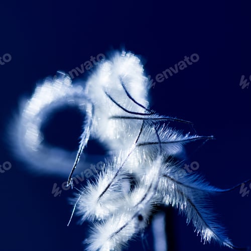 Preview: Beautiful Dried Herbs