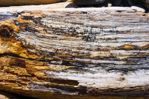 Preview: Driftwood, Washed Up By The Sea On A Pebble Beach On A Warm Summer Day