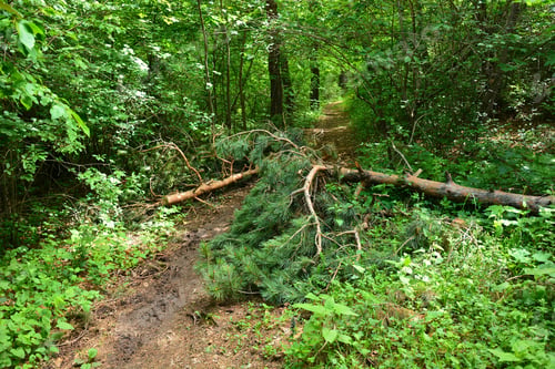 Preview: Forest Landscape With Fallen Pine Tree