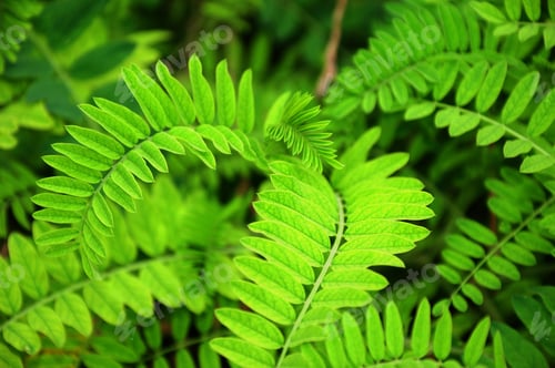 Preview: Acacia Foliage