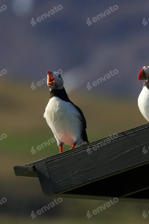 Preview: Atlantic Puffin Sitting On Observation Hut Iceland