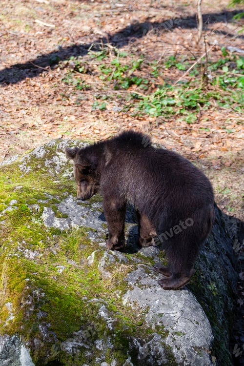 Preview: Brown Bear (Ursus Arctos) In Lake Clark National Park, Alaska, Usa