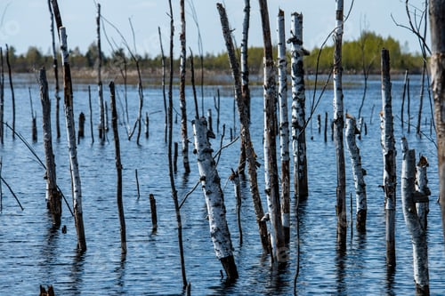 Preview: Dry Old Tree Trunks In Water In River Early Spring Time With No Vegetation