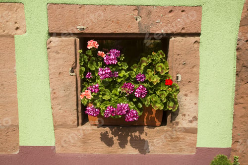 Preview: Geranium Flower Pot In Front Of Window In Stone Frame