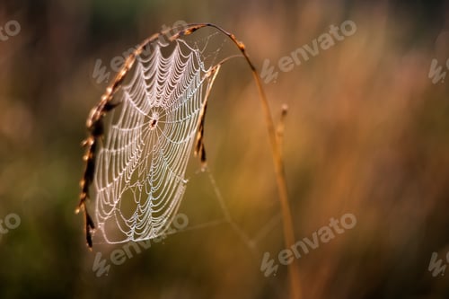 Preview: Beautiful Spider Web On Grass In Sunset Light. Natural Background