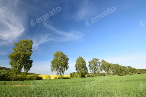 Preview: May Landscape With Birch Trees And Rapeseed Field