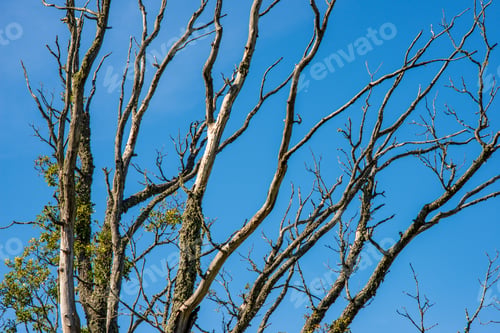 Preview: Naked Tree Branches In Late Autumn With No Leaves On Blur Background