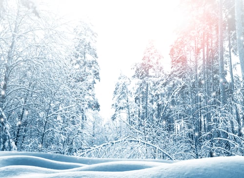 Preview: Frozen Winter Forest With Snow Covered Trees. Outdoor