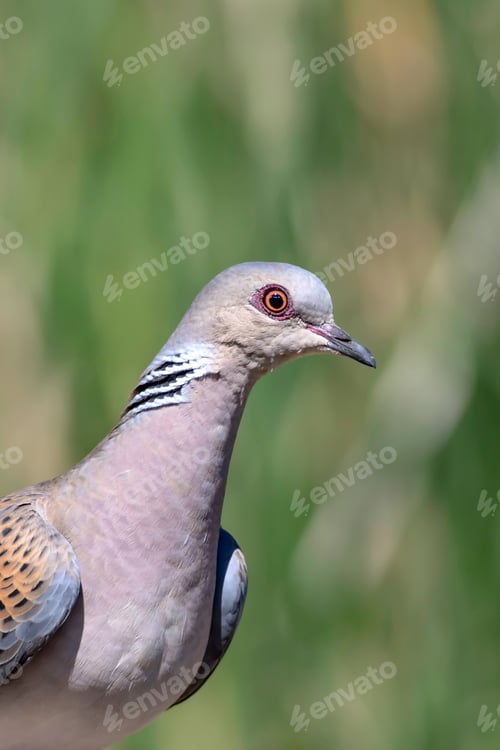 Preview: Cute Bird European Turtle Dove. Green Nature Background. Streptopelia Turtur