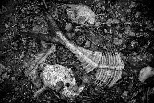 Preview: Detail Of Fish Bones In Bad Condition