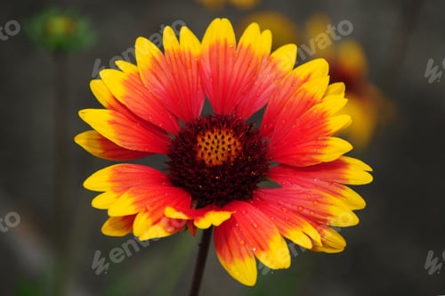 Preview: Gaillardia (Blanket Flower) In Bloom
