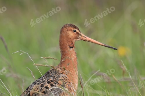 Preview: Bar-Tailed Godwit (Limosa Lapponica) Iceland