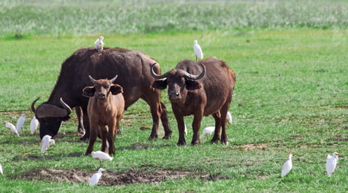Preview: African Buffalos In The Lake Manyara National Park, Tanzania