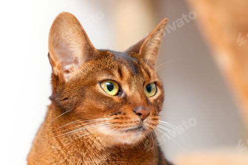 Preview: Purebred Abyssinian Cat