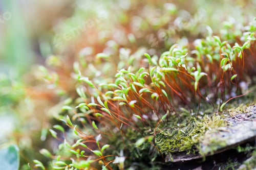 Preview: Abstract, Colorful Composition With Moss Flowers In Spring