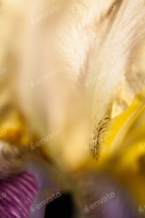 Preview: Beautiful Iris Flower With Details