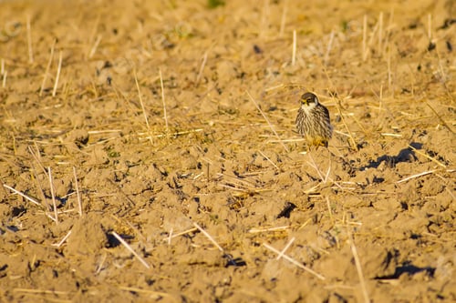 Preview: Wild Bird Falco. Yellow Field Background. Eurasian Hobby. Falco Subbuteo.