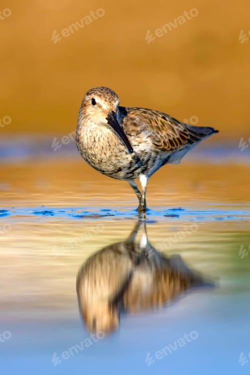 Preview: Water And Bird. Colorful Nature Background.
