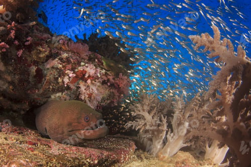 Preview: Giant Moray With Scarred Face From Old Injury