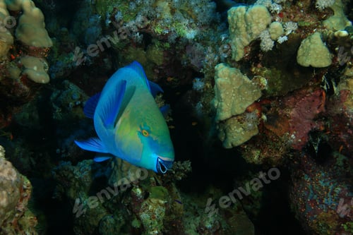 Preview: Rusty Parrotfish (Scarus Ferrugineus)
