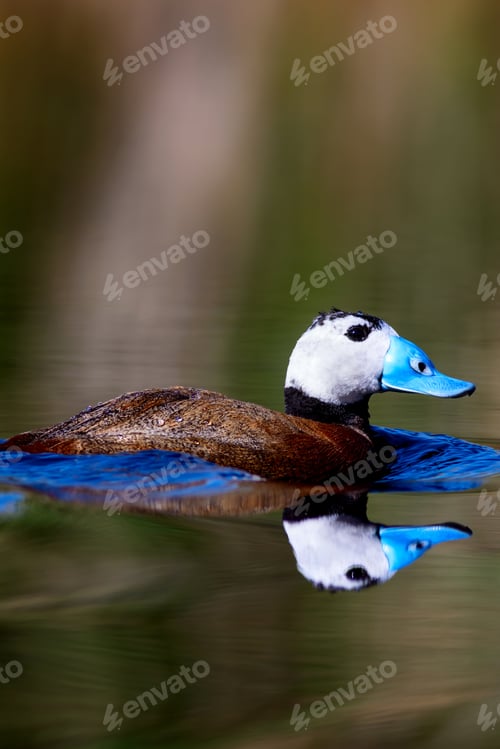Preview: Duck Swimming In Lake. Cute Blue Billed Duck. Green Water Reflections. Green Nature Background