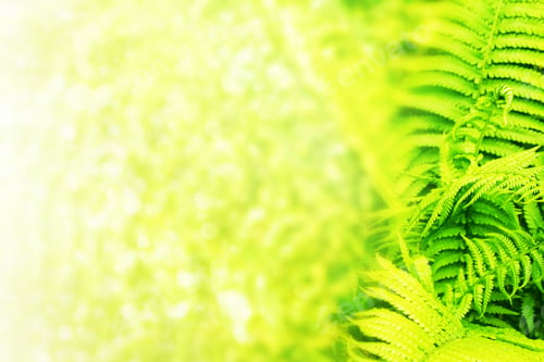 Preview: Green Leaves Of The Fern Against The Background Of The Summer Landscape.