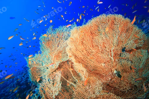 Preview: Gorgonian Fan Coral