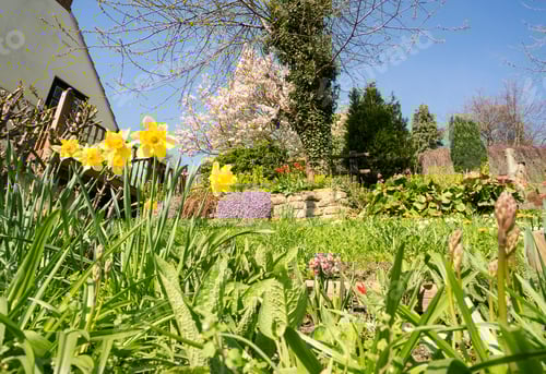 Preview: Spring Flowers Growing On A Sloping Garden