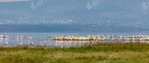 Preview: Great White Pelicans In Lake Nakuru National Park - Kenya, Africa.