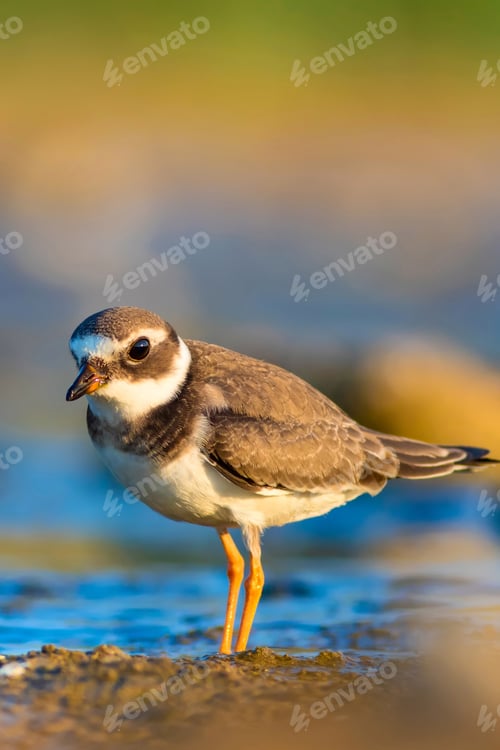 Preview: Cute Little Water Bird. Nature Background. Bird: Common Ringed Plover. Charadrius Hiaticula