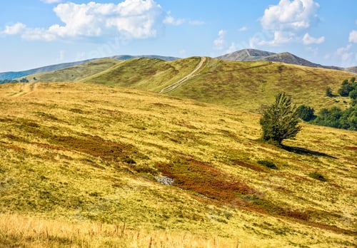Preview: Slope Of Mountain Range With Forest