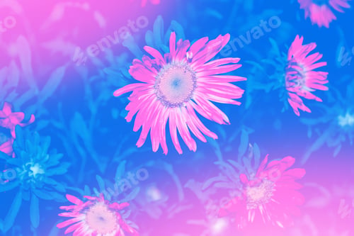 Preview: Colorful Aster Flowers On A Background Of The Autumn Landscape