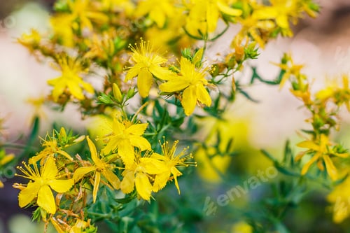 Preview: Hypericum Perforatum, Known As St John'S Wort, Common Or Perforate St John'S-Wort In Natural