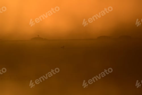 Preview: Sunset Lake And Birds. Foggy Sunset Nature Background.