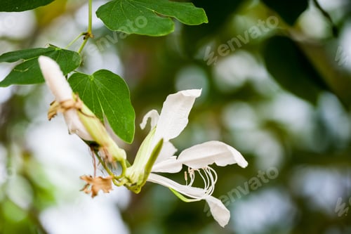 Preview: Bauhinia Grandiflora A. Juss In Botanical Garden In Balchik, Bulgaria