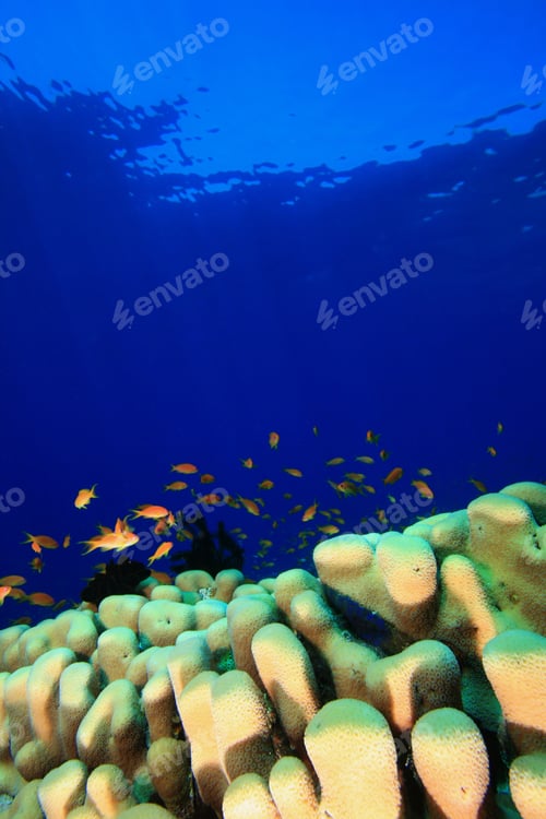 Preview: Dome Coral In Clear Blue Water