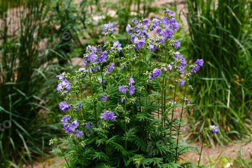 Preview: Polemonium Caeruleum, Known As Jacob'S-Ladder Or Greek Valerian, Is A Hardy Perennial Flowering