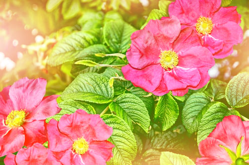 Preview: Summer Landscape. Delicate Wild Rose Garden Flowers