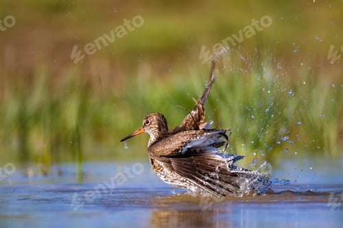Preview: Nature And Bird. Common Water Bird Spotted Redshank. Tringa Erythropus. Green Blue Nature Habitat