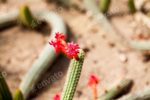 Preview: Cactus With Flowers In Botanical Garden In Balchik, Bulgaria